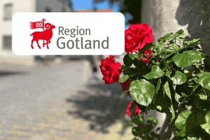 Rosor längs muren på Gotland