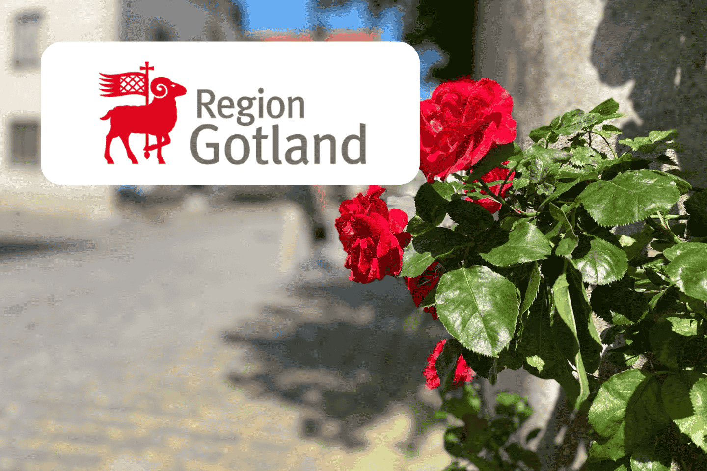 Rosor längs muren på Gotland
